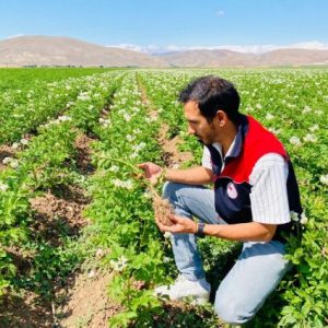bayburt'ta-patateste-karantina-hastaligina-rastlanmadi