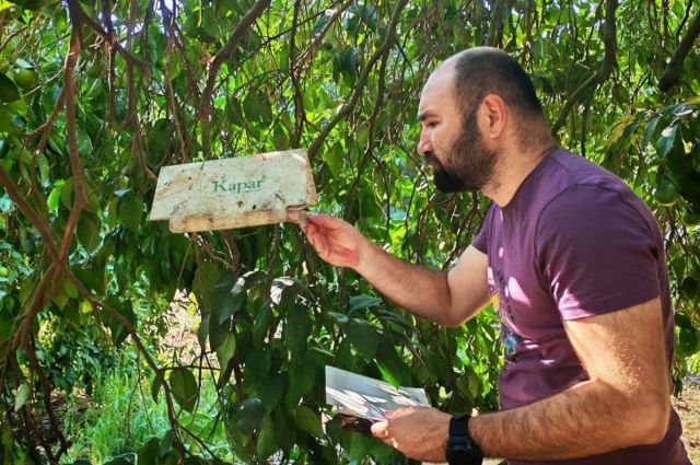 antalya’da-meyve-sinegine-karsi-tuzak-kontrolleri-yapildi
