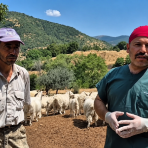 kalkan:-tiftik-kecisi-yilin-12-ayi-meradan-yararlaniyor