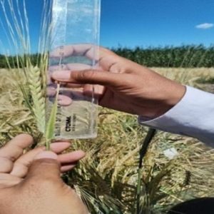 kazakistan’da-kurakliga-dayanikli-yeni-arpa-cesidi-gelistirildi