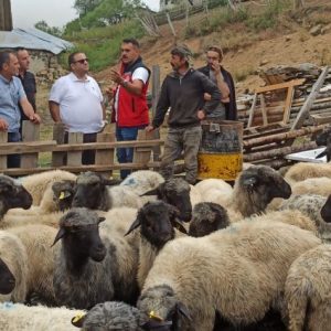 giresun’da-karayaka-koyunu-icin-islah-calismalari-suruyor