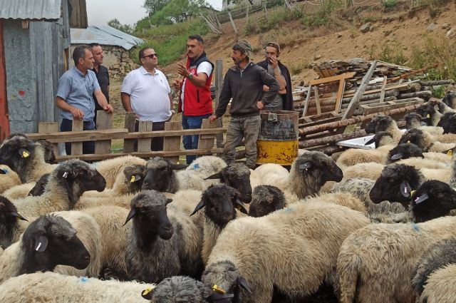 giresun’da-karayaka-koyunu-icin-islah-calismalari-suruyor