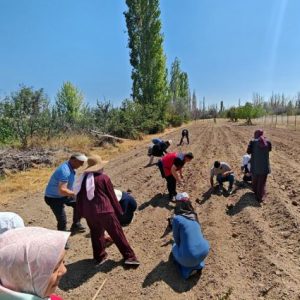 cumra’da-700-metrekare-alanda-safran-ekimi-yapildi
