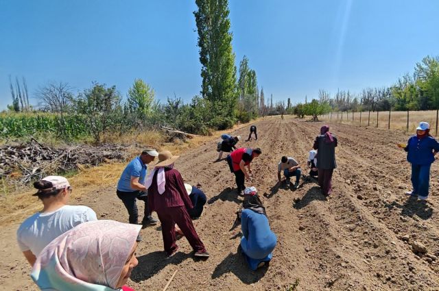 cumra’da-700-metrekare-alanda-safran-ekimi-yapildi