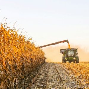 usda-rusya’nin-misir-rekorunu-yukseltti,-ab-tahminini-dusurdu