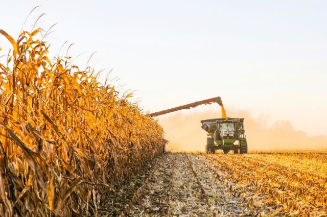 usda-rusya’nin-misir-rekorunu-yukseltti,-ab-tahminini-dusurdu