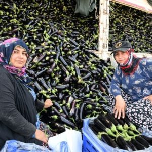 manisa’da-selde-zarar-goren-ureticiye-yuzde-100-hibe-fide-destegi