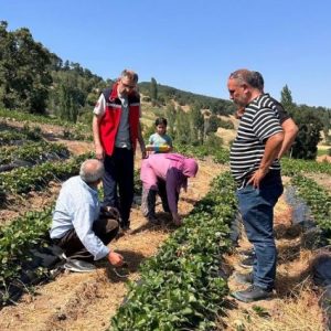 usak’ta-cilek-ureticisi-yeter’in-uretim-hikayesi
